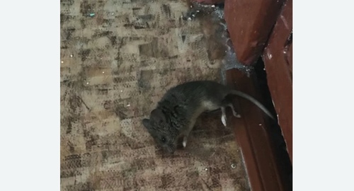 Дезинфекция от мышей в Соликамске